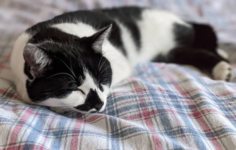 Why Does My Cat Twitch in Her Sleep?